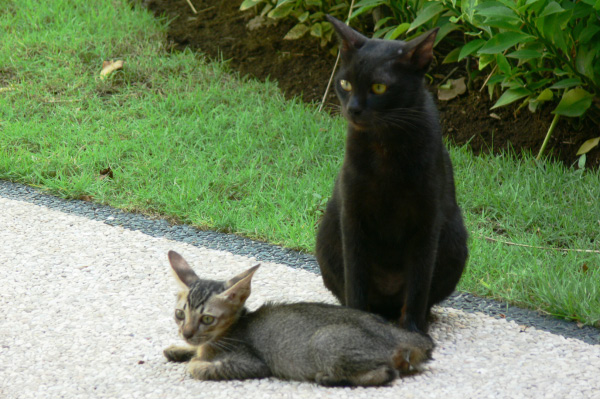 Balinese Cats 01