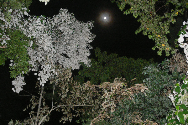Menjangan Jungle & Beach Resort At Night
