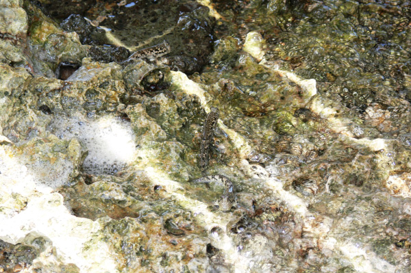 Menjangan Jungle & Beach Resort Fish