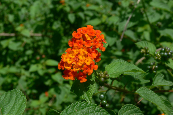 Menjangan Jungle & Beach Resort Flowers
