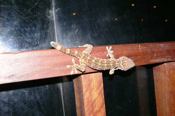 Menjangan Jungle & Beach Resort Gecko 02