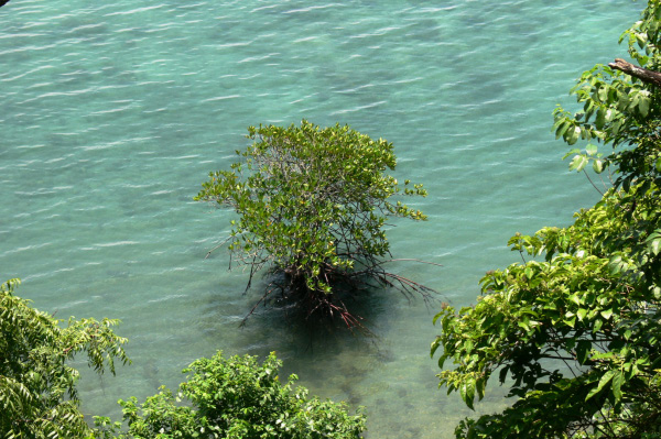 Menjangan Jungle & Beach Resort View 05