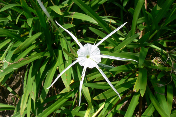 Meridien Tanah Lot Villa Outside 17