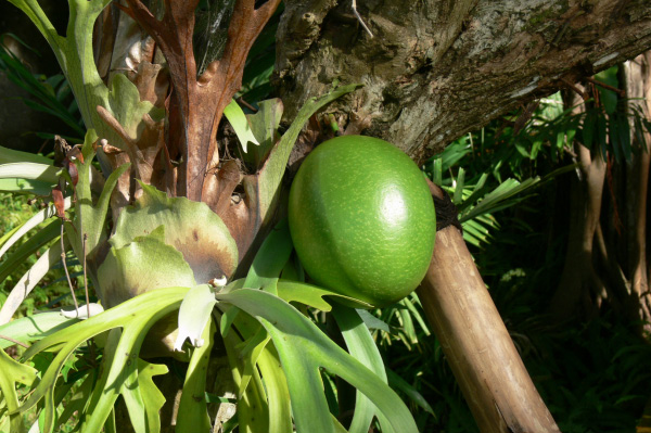 Taman Wana Villas outside 04