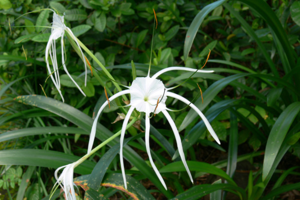 Taman Wana Villas outside 07