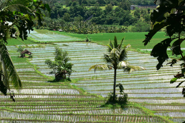 Westbali Palasari Ricefields 01