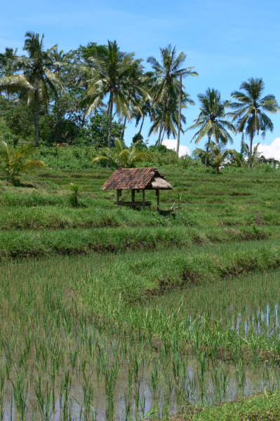 Westbali Palasari Ricefields 02