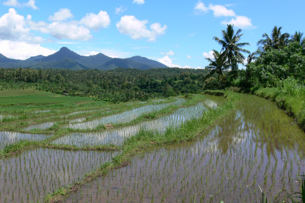 Westbali Palasari Ricefields 03