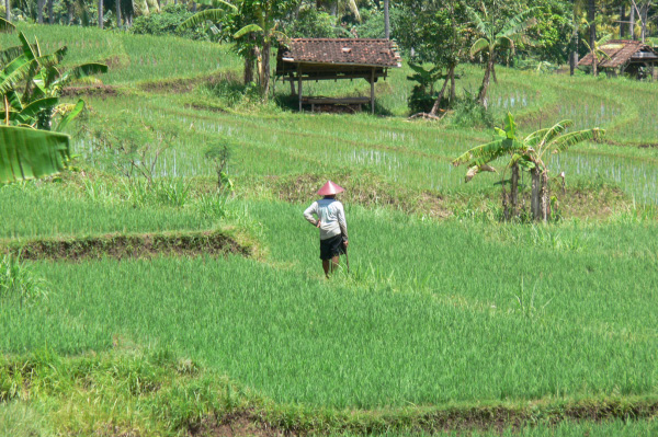 Westbali Palasari Ricefields 04
