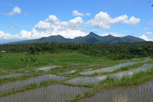 Westbali Palasari Ricefields 05