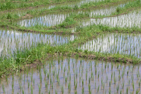 Westbali Palasari Ricefields 06