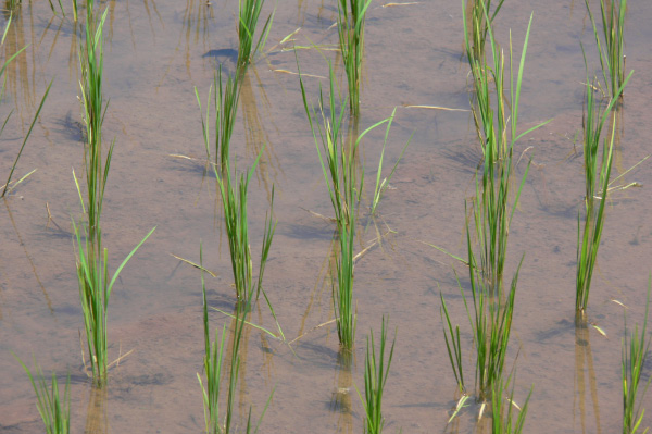 Westbali Palasari Ricefields 07