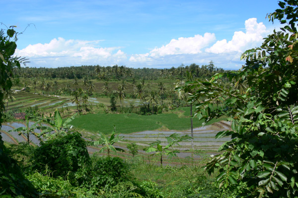 Westbali Palasari Ricefields 08