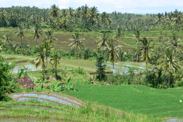 Westbali Palasari Ricefields 09