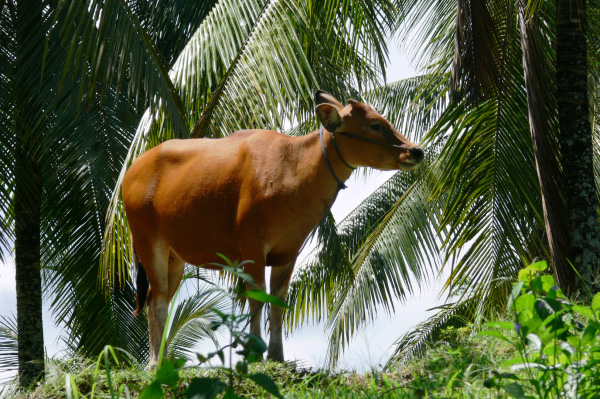 Westbali Palasari Ricefields 10
