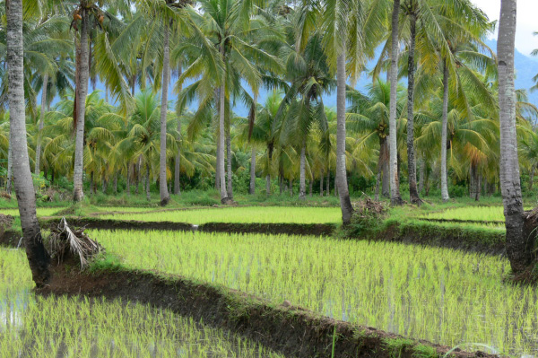 Westbali Palasari Ricefields 13