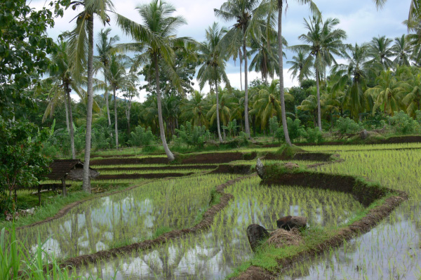 Westbali Palasari Ricefields 14