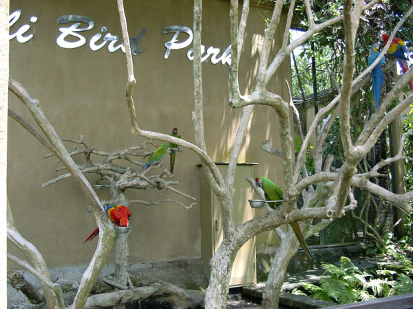 bali bird park 01