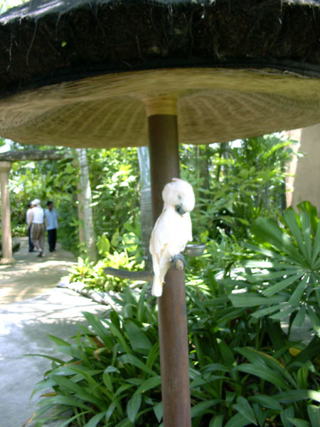 bali bird park 02