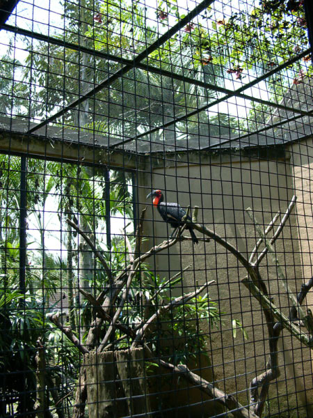 bali bird park 03