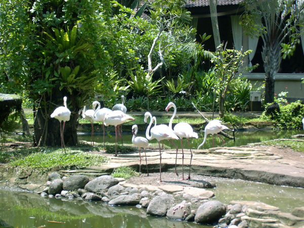 bali bird park 04