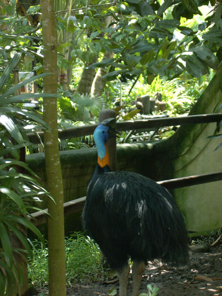 bali bird park 07