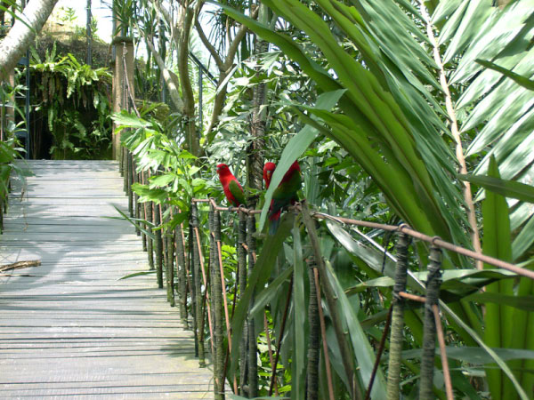 bali bird park 11