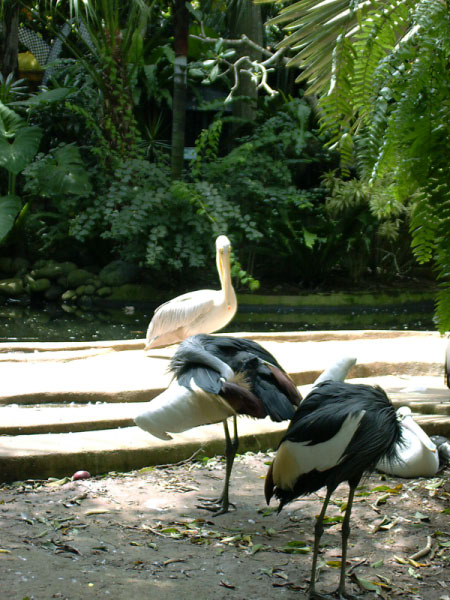 bali bird park 13