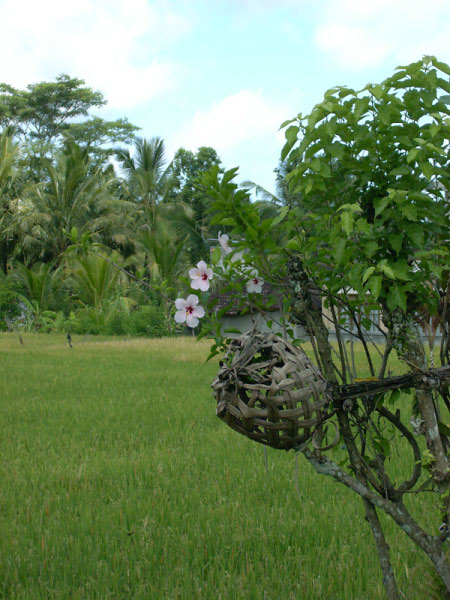 ubud 06