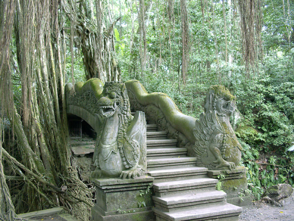 monkey forest 05