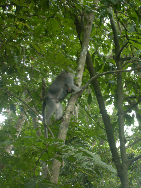 monkey forest 07