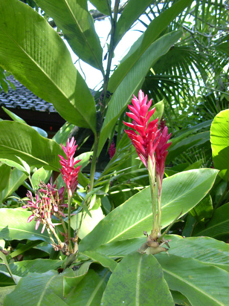 puri santrian bungalow 02