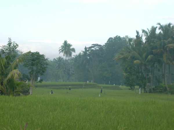 ubud 05