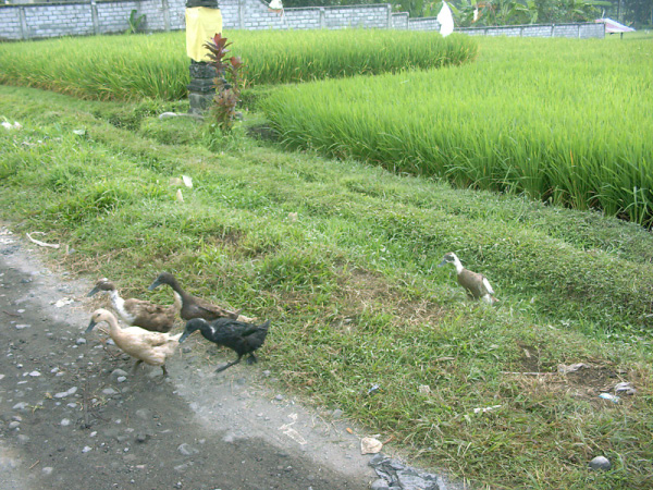 ubud 06