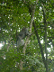 monkey forest 07